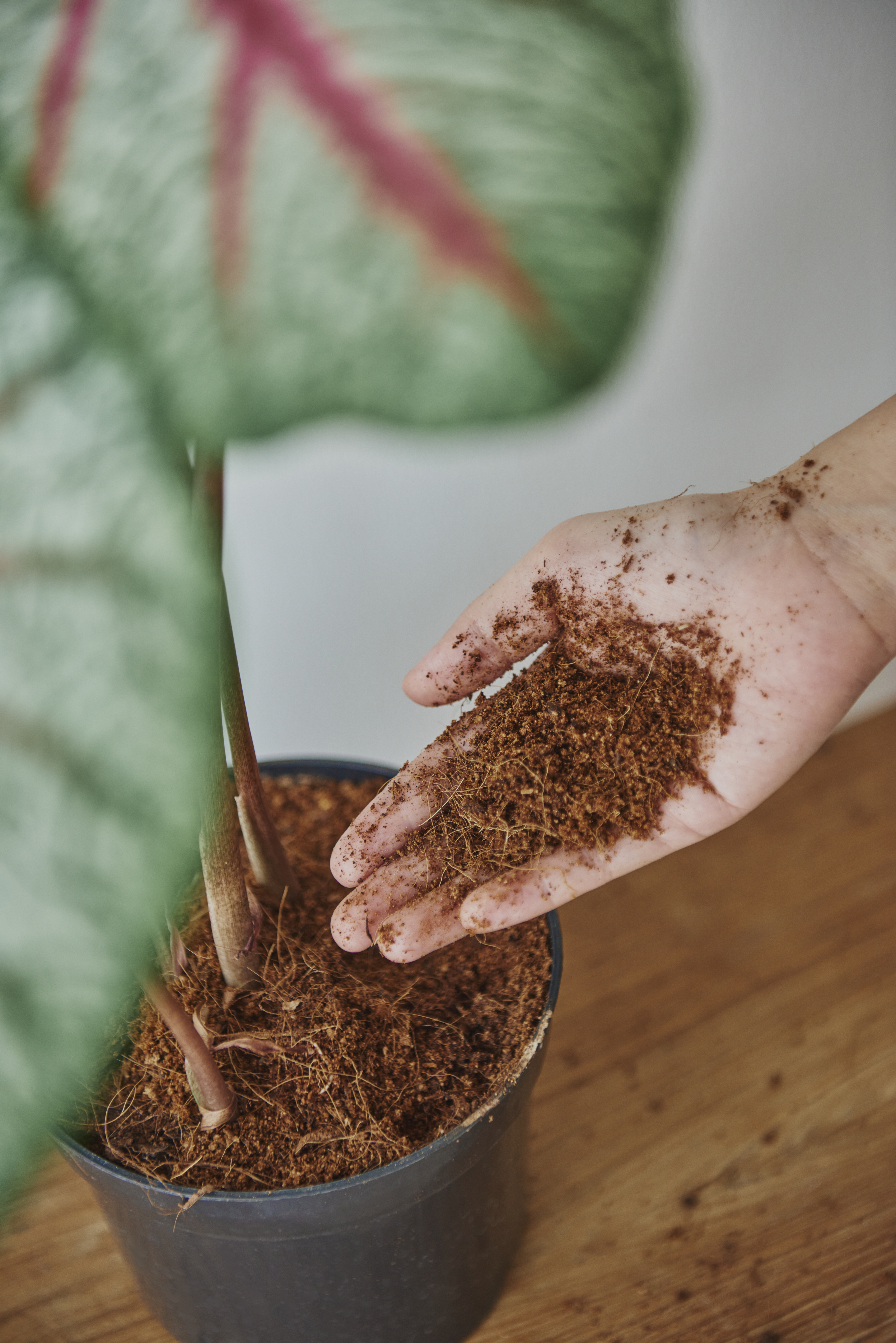 Cocopeat